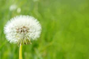 Close-up of Dandelion on background green grass - an image symbolic of treating depression