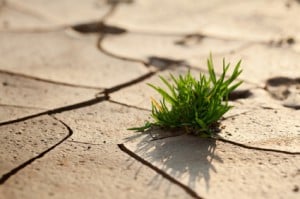 Grass in dry mud