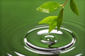 Leaf over green water, forming a completed Gestalt