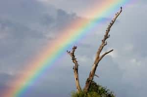 Colorful rainbow and tree with birds - they have no need for a Life Coach at all!