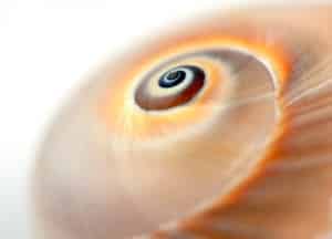 Empty snail shell, symbolising eating-mindfulness