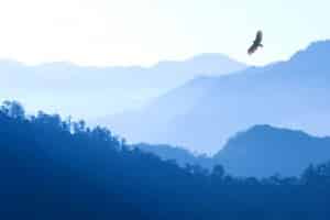 Eagle flying over misty mountains - the bird's eye view perspective of mindfulness-based therapy.