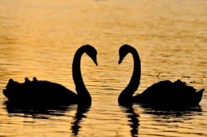 Silhouette of two swans, necks forming a heart shape, signifying online dating