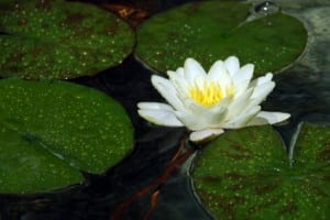 White water lily surrounded by green leaves - illustration of the naturalness of holistic mindfulness research.