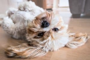 Happiness is a dog rolling on the floor